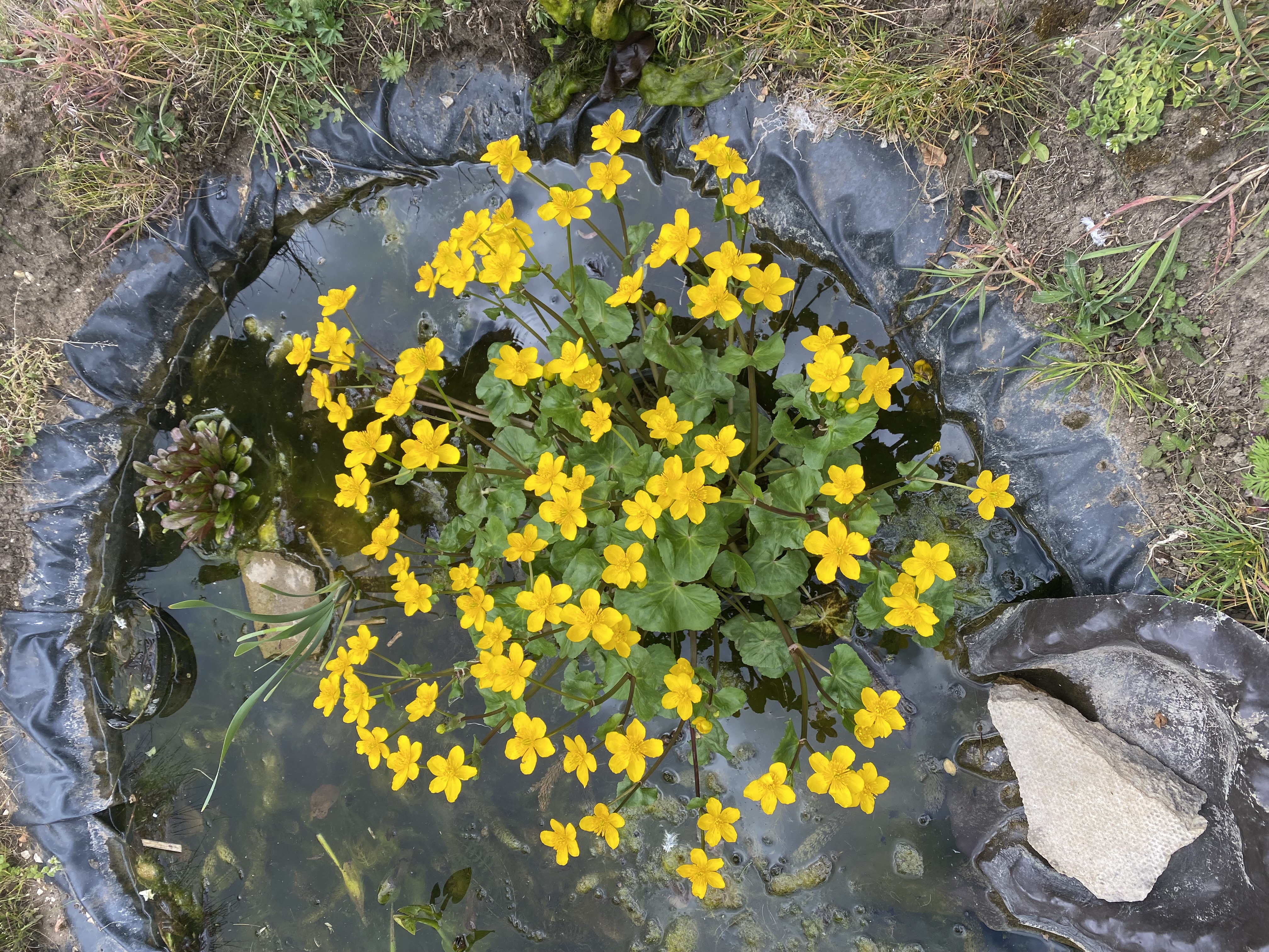 <p><em>Caltha</em> <em>palustris</em>: bog, marginal, etc?</p>