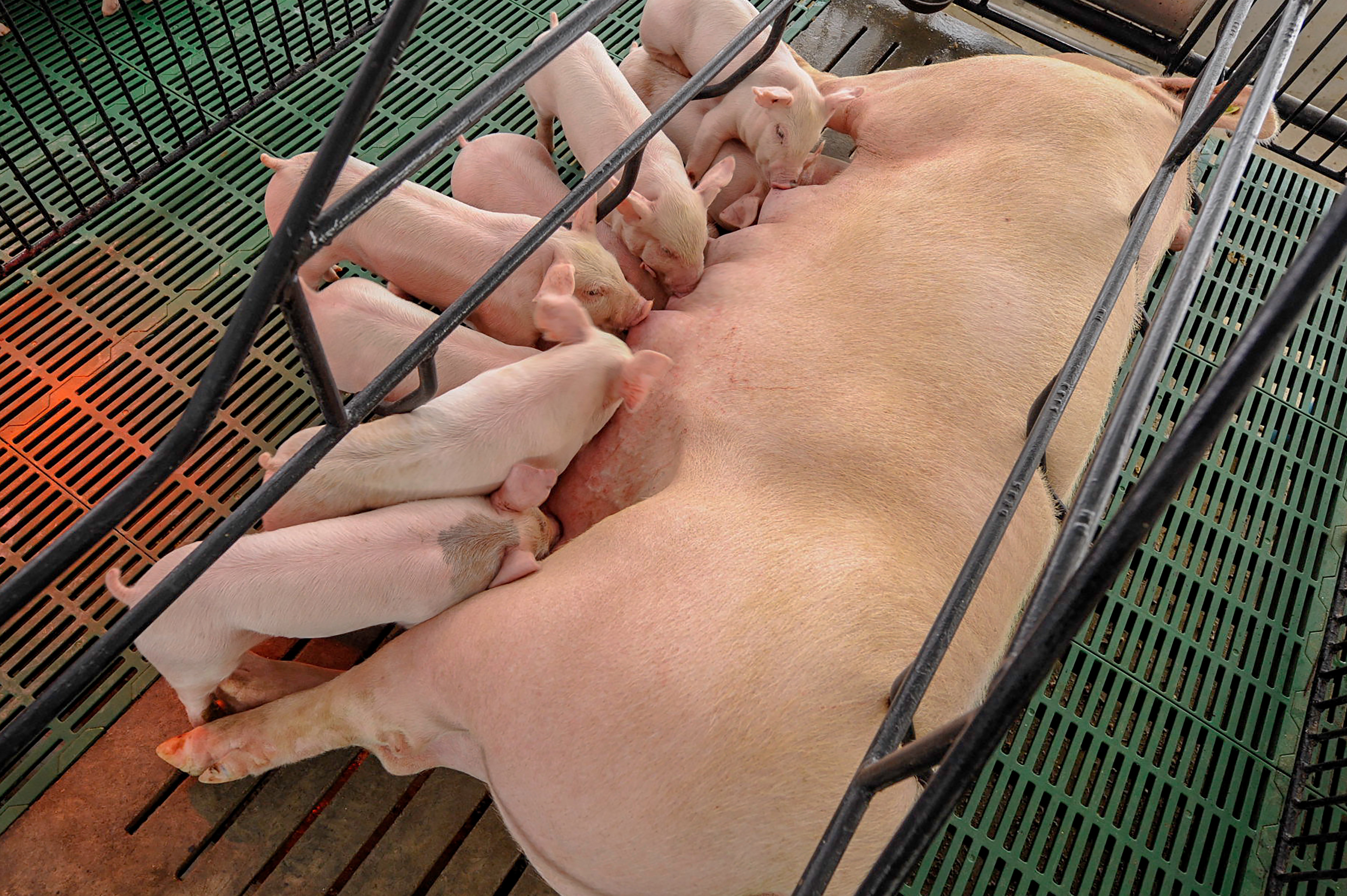 <p>what is a farrowing unit for in pigs </p>