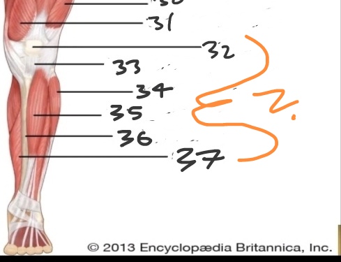 <p>What is No. 32-37?</p>