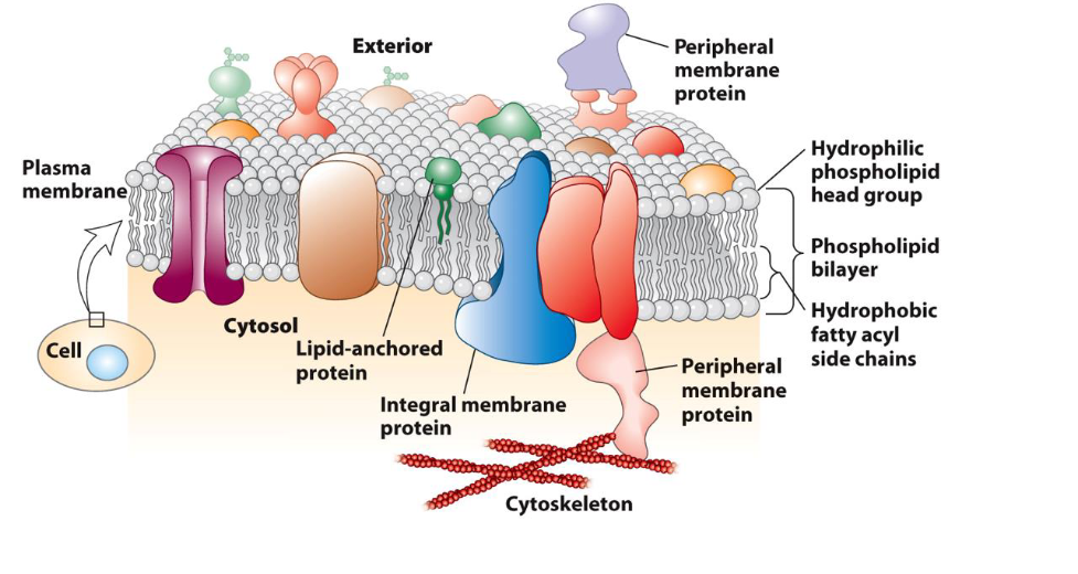 <ul><li><p><span>Proposed by Seymour Jonathan Singer and Garth Nicolson in 1972 → The plasma membrane is viewed as a two-dimensional liquid that restricts the diffusion of membrane components</span></p></li><li><p><span>Fluid — individual lipid molecules move</span></p></li><li><p><span>Mosaic — diverse ‘particles’ like proteins, carbohydrates, and cholesterol penetrate the lipid layer</span></p></li><li><p><span>Components are mobile.</span></p></li><li><p><span>Components can interact</span></p></li></ul><p></p>