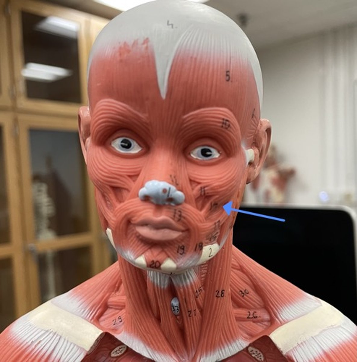 <p>zygomaticus major</p><p>origin:</p><p>insertion:</p><p>action:</p>