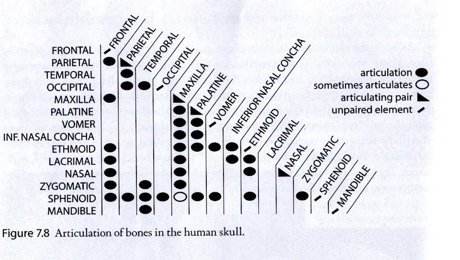<p>Use this chart to study which skull bones articulate with one another.</p>