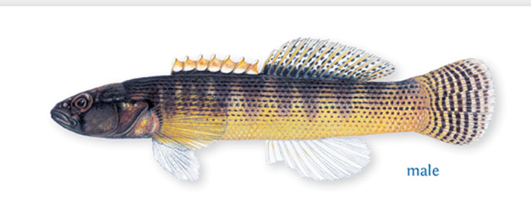 <p>striped tail, dark bars on side</p>