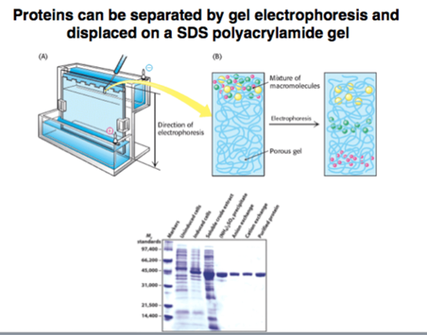 <p>Method of electrophoresis that analyzes proteins in their native state</p><p>Limited to separation based on MASS-to-CHARGE and MASS-to-Size ratios</p><p>Many of these proteins experience the same level of migration</p>