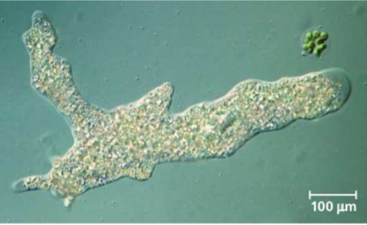 <p>What is this organism? Place in a group.</p>