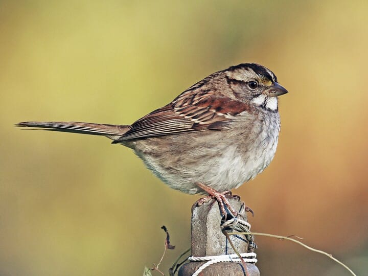 <p>white-throated sparrow (tan morph)</p><p>w<span style="background-color: transparent;">hite throat </span><br><span style="background-color: transparent;">yellow lores </span><br>tan + black head </p>