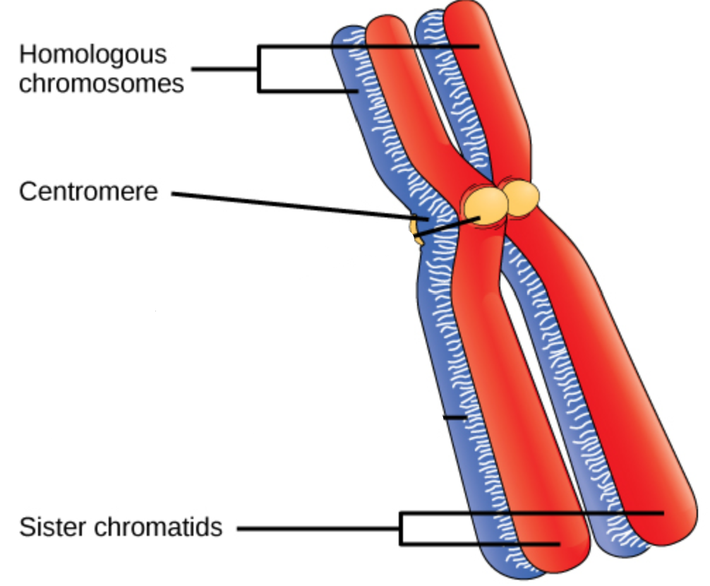 <p>!! know difference between homologous chromosomes and sister chromatids</p><div data-type="horizontalRule"><hr></div><p>homologous chromosomes ~99% similar</p><p>proteins allow recombination to happen</p>