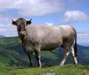 <p>Breed?</p>