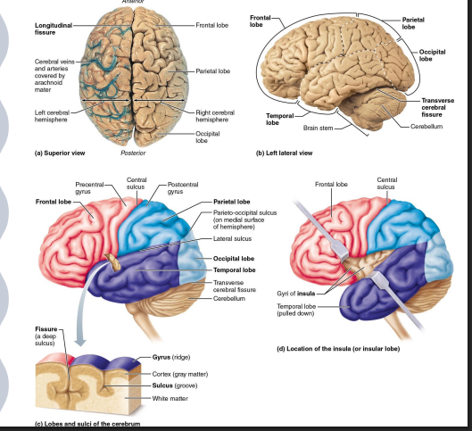 <ul><li><p>frontal, temporal, parietal, and occipital lobes:</p><ul><li><p>can be viewed externally</p></li><li><p>named for the overlaying cranial bones </p></li></ul></li><li><p>Insula</p><ul><li><p>cannot be viewed externally </p></li><li><p>located deep to the lateral sulcus (covered by frontal, temporal, and parietal lobes) </p></li></ul></li></ul><p></p>