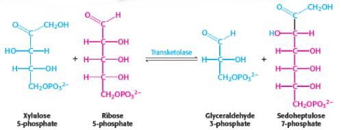 <p>5th step of penthose phosphate pathway/<span style="background-color: transparent;">hexose monophosphate shunt/phosphogluconate pathway</span></p><p>catalysed by <span style="background-color: transparent;"><strong>transketolase</strong></span></p>