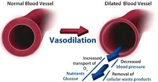 <p>Dilation, increasing blood flow to the heart.</p>