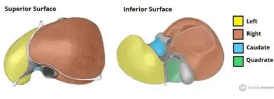 <ul><li><p>Right </p></li><li><p>Left</p></li><li><p>Caudate</p></li><li><p>Quadrate</p></li></ul><p></p>