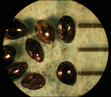 <p>Identify the seed</p>