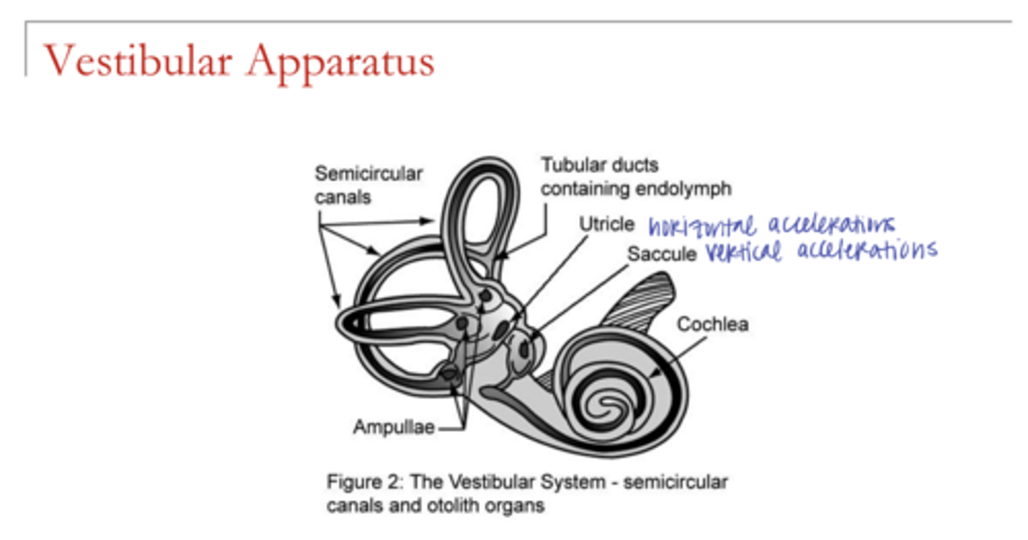 <p>Vestibular Apparatus (Pic)</p>