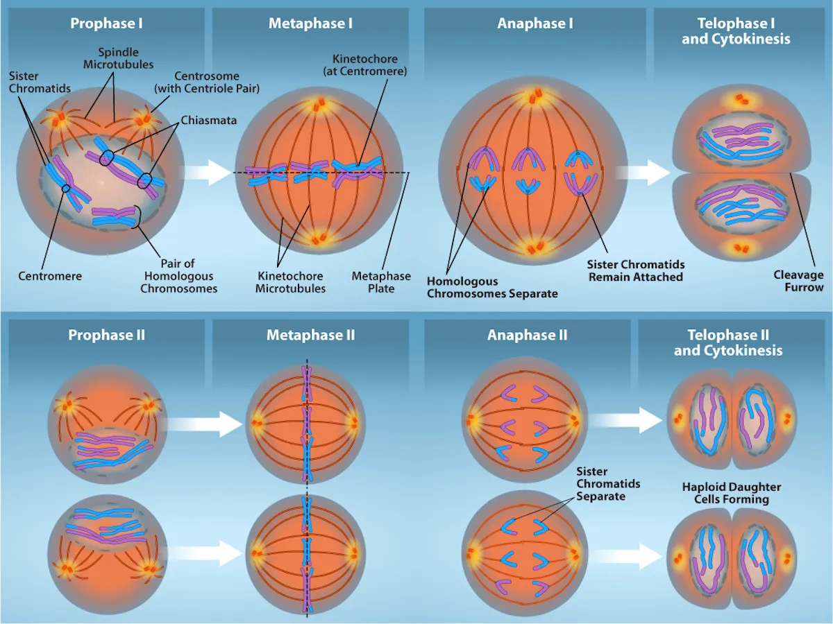 <p>-the sister chromatids are pulled apart by the kinetochore microtubules and move toward oppostie poles</p><p>-nonkinetochore microtubules elongate the cell</p>