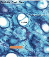 <p>identify the type of fibers</p>