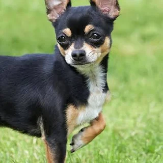 <p>Chihuahua</p>