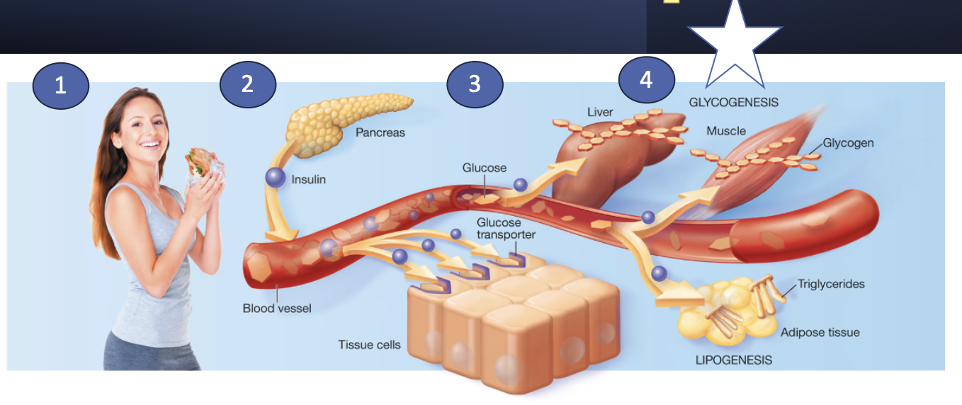 <ol><li><p>BG increases after meal</p><ol><li><p>CHO content → monosaccharides → portal vein to the liver</p></li></ol></li><li><p>Pancreas (specifically beta cells) produce insulin → enters the blood stream</p></li><li><p>At the cell level: insulin promotes transport across cell membranes</p><ol><li><p>common target tissues: liver, skeletal muscle (also: fat, brain cells, all cells)</p></li><li><p>majority through insulin mediated glucose transporter: GLUT4 (# of transporters increase)</p></li></ol></li><li><p>Insulin stimulates glucose storage</p></li></ol><p></p>