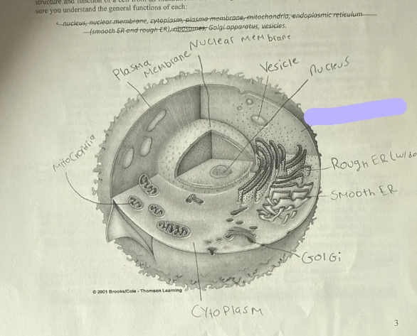 term image