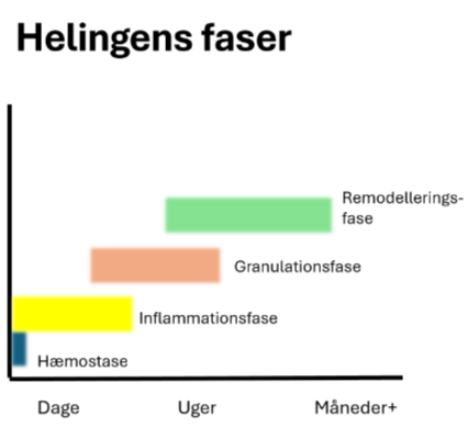 <ol><li><p>Hæmostase - stopper blødningen </p></li><li><p>Inflammationsfasen - oprydning, ekssudation </p></li><li><p>Granulationsfasen - genopbygning med nye blodkar og bindevæv </p></li><li><p>Remodelleringsfasen - vævet remodelleres og genvinder enten normal funktion eller bliver til arvæv (måneder til år) </p></li></ol><p></p>