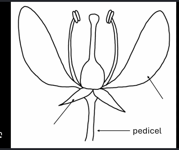 <p><strong>Pedicel</strong></p>