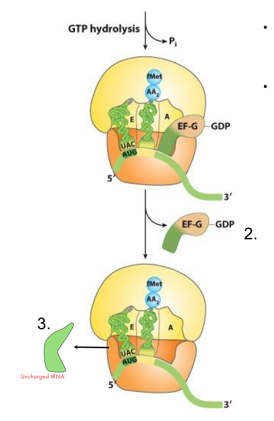 <ul><li><p>following the release of EF-G (GDP), the A-site can accept the next charged AA-tRNA (2)</p></li><li><p>the uncharged tRNA dissociates from the E site (3)</p></li></ul><p></p>