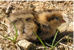 <ul><li><p>young leave nest after hatching; can feed themselves</p><ul><li><p>e.g., Anseriformes, Galliformes, Charadriiformes</p></li></ul></li></ul><p></p>