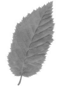 <p>Z</p>