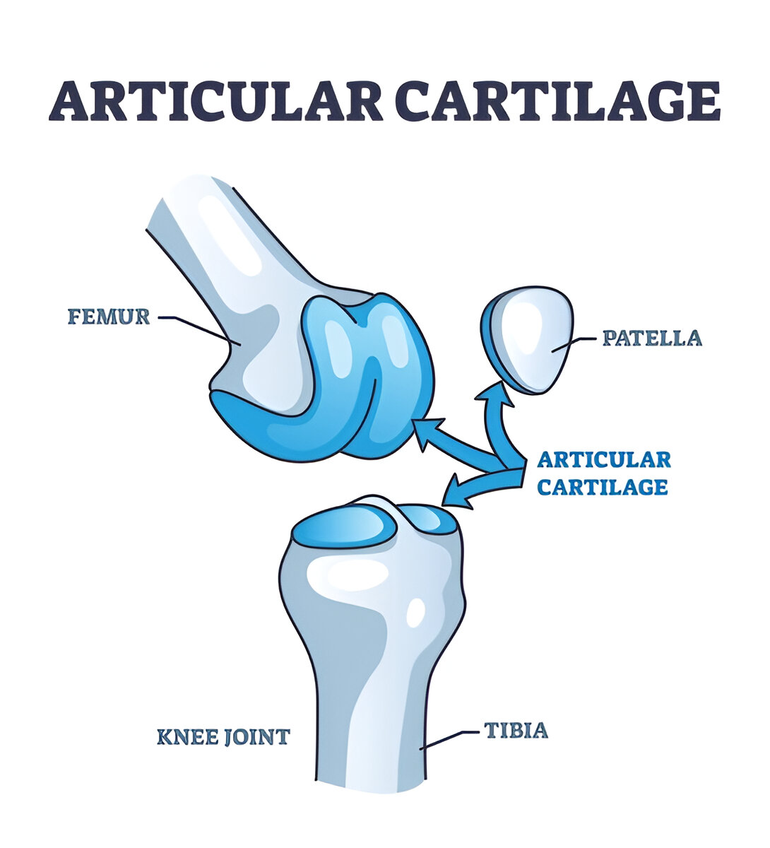 <p>Articular cartilage</p>