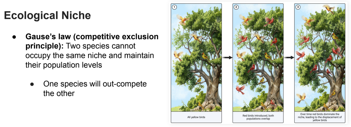 <p><strong>Gause’s law</strong> (competitive exclusion principle): </p><p></p><p>Two species cannot <strong>occupy </strong>the <strong>same niche </strong>and maintain</p><p>their population levels</p><p></p><p>One species will <strong>out</strong>-<strong>compete </strong>the other</p>