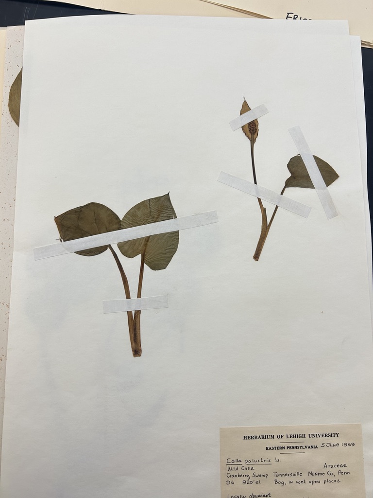 <p>Callalily</p>