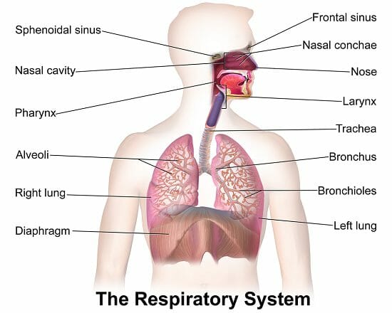 <p>Organ system</p>