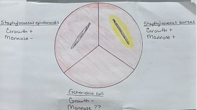 <p>Selective and Differentual</p><ul><li><p>selective agents: 7.5% NaCl (table salt) selects for Staphylococcus bacteria</p></li><li><p>Differential Agents: Phenol Red turns yellow under acidic conditions</p></li></ul><p><strong>Mannitol ————→ Acid end products</strong></p><p><strong>Mannitol Salt Agar</strong></p><ul><li><p><strong>Medium</strong>: Mannitol Salt Agar</p></li><li><p><strong>Substrate: </strong>Mannitol</p></li><li><p><strong>Enzyme: </strong>N/A</p></li><li><p><strong>Other reagents: </strong>Selective agent (7.5% NaCl), Differential agent (Phenol Red pH indicator)</p></li></ul><p></p>