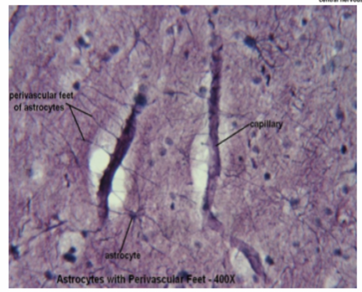 <p>Astrocyte: Function: <span>Support neurons, maintain the blood-brain barrier, regulate chemicals, and help repair the CNS.</span></p>