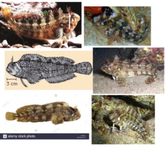 <p>Tompot blenny</p>