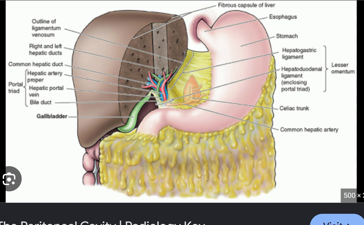 <p>It courses posterior to the duodenum, then between the layers of the lesser omentum to the <strong>porta hepatis</strong>.</p>