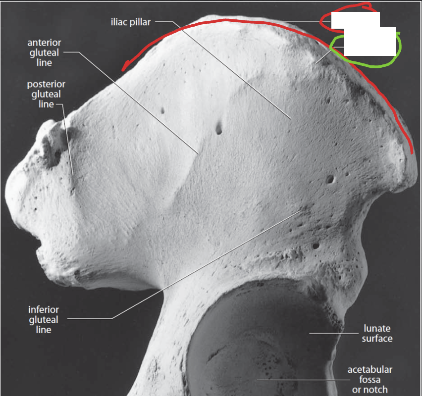<p>Pelvis: What is the Green?</p>