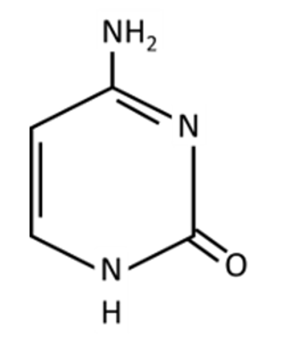 <p>Identify the following base:</p><p>A. Adenine</p><p>B. Thymine</p><p>C. Cytosine</p><p>D. Guanine</p>