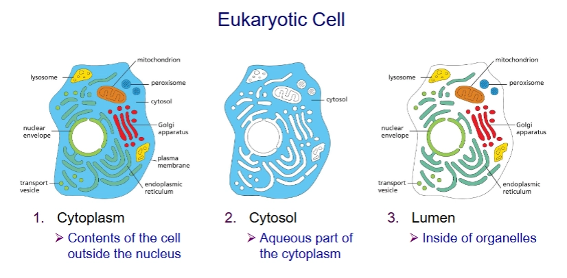 <p>Cytoplasm: everything but nucleus (includes organelles)</p><p>Cytosol: everything but membrane bound organelles (aqueous part of cytoplasm)</p><p>Lumen: inside of organelles</p>