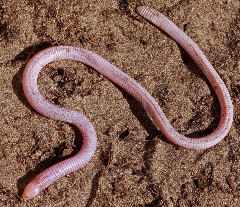 <p>Suborder Amphisbaenia - Amphisbaenians or Worm Lizards</p>