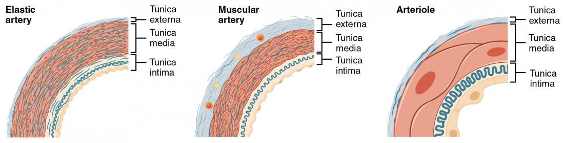 <p>organized by size &amp; histology</p><ul><li><p>largest to smallest</p><ul><li><p><strong>elastic</strong></p></li><li><p><strong>muscular</strong></p></li><li><p><strong>arterioles</strong></p></li></ul></li></ul><p></p>