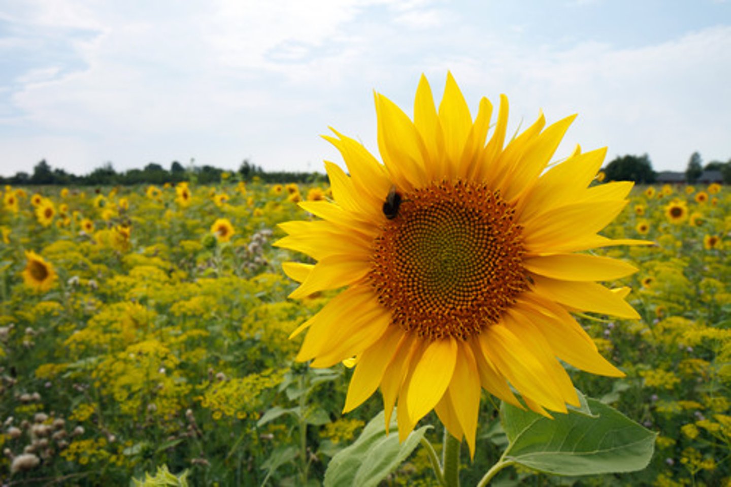 <p>The Golden angle, the angle found separating sunflower florets.</p>