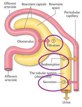 <p>•<span style="color: purple;"> Renal clearance is the removal of a given substance from the plasma by the kidney, excreted into the urine per minute</span></p><p>It is a function of:</p><p><span style="color: purple;">• Filtration (GFR).</span></p><p><span style="color: purple;">• Tubular Reabsorption.</span></p><p><span style="color: purple;">• Tubular Secretion.</span></p><p></p><p>• The collective work of the three processes lead to urine formation and determines the amount of a specific substance in the urine.</p><p>• Clearance values provide numerical expressions of how efficient the kidneys excrete various substances.</p><p>• The<strong> </strong><span style="color: purple;"><strong>Renal Clearance Rate </strong></span>(C) of a substance (s) is defined as the<span style="color: purple;"> volume of plasma containing (s) being completely cleared of (s) and excreted in the urine per minute.</span></p>