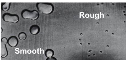 <p>Describe the Smooth (S) cells in the experiment?</p>