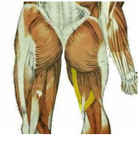 <p>What muscle does the highlighted region depict? what is its action?</p>
