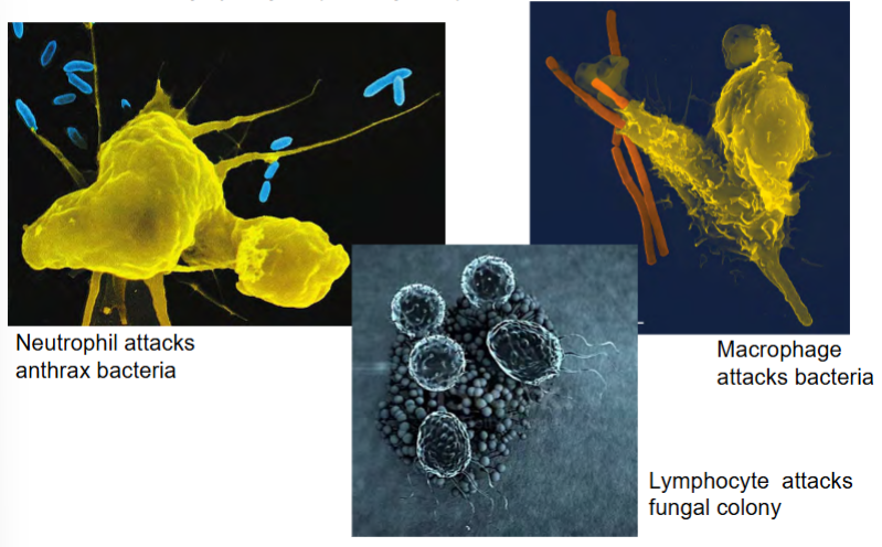 <p>phagocytosis</p><p>antimicrobial peptides</p><p>natural killer cells</p><p>lymphocytes (memory cells)</p>