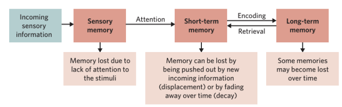 <p><span style="background-color: inherit; line-height: 20.7px; color: windowtext;">The <strong>Atkinson-Shiffrin multi-store model of memory</strong> is a model of memory which outlines the three separate stores of memory (sensory, short-term, and long-term) each of which interact through the processes of encoding, storage, and retrieval</span><span style="line-height: 20.7px; color: windowtext;"> </span></p><p></p><p>(In the diagram, also include an arrow coming out of STM and pointing back to it called rehearsal)</p><p></p>