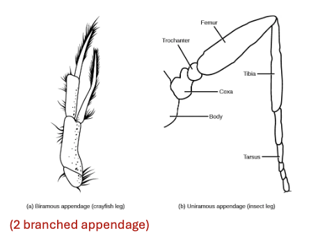 <p>2 Branches appendages</p>