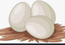 <p>egg - eggs</p>