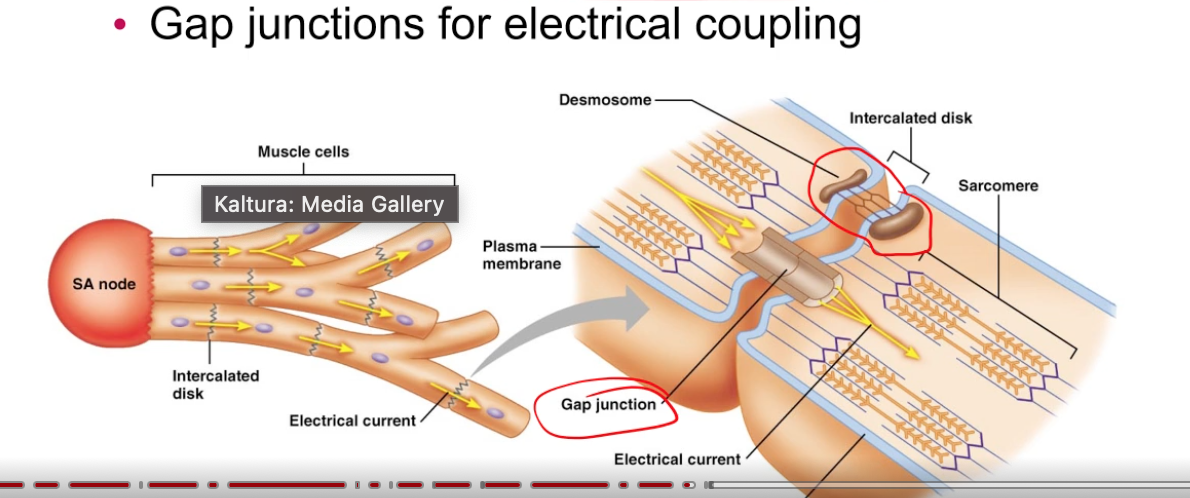 <ol><li><p>atria contract → ventricle contract</p></li><li><p>contracting order coordinated by gap junctions and conduction pathways</p></li><li><p>intercalated disks = junctions that connect cardiac muscle</p><ol><li><p>desmosomes = resist mechanical stress breaking electrical connection</p></li><li><p>gap junctions for electrical coupling</p></li></ol></li></ol><p></p>